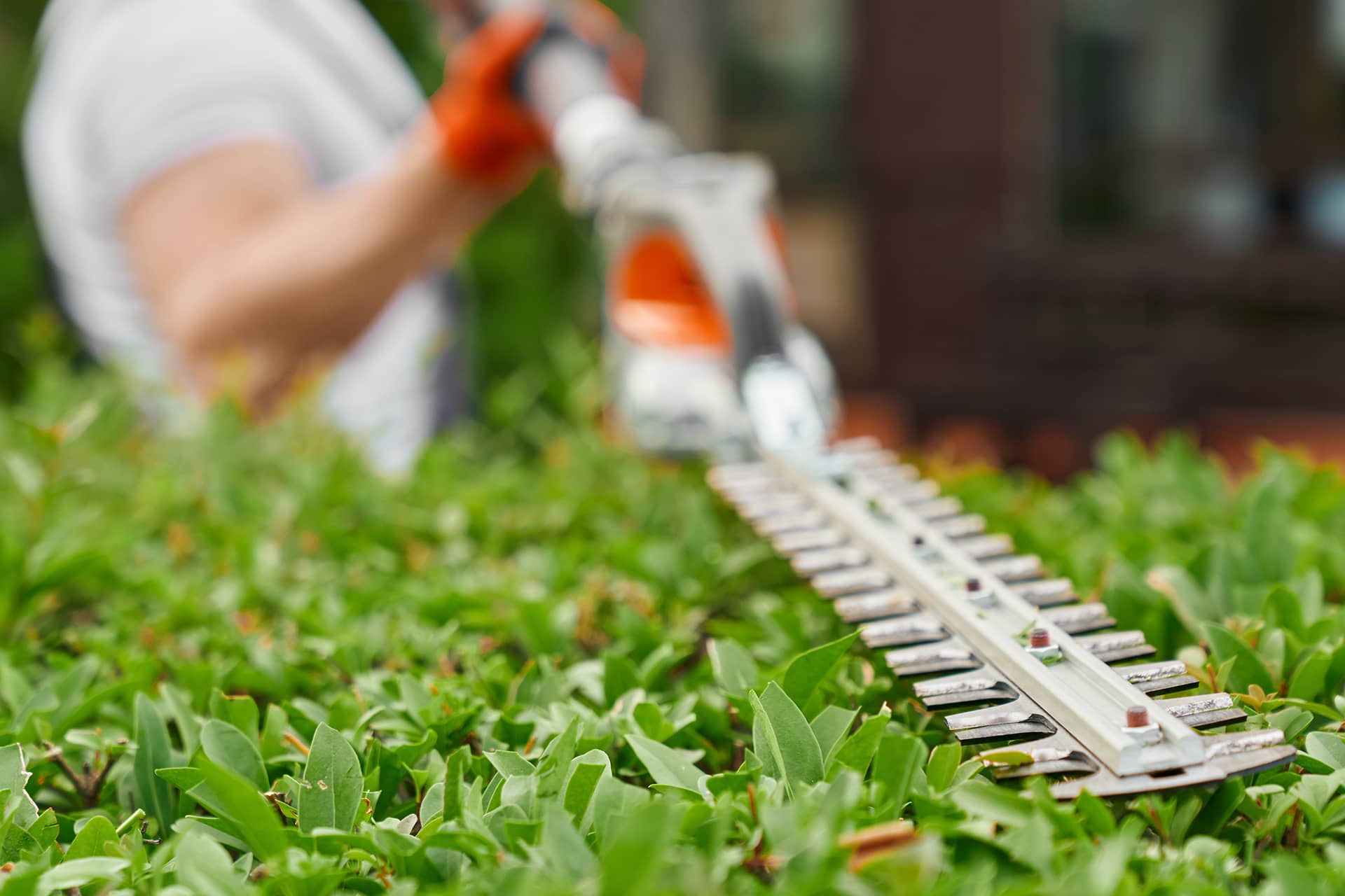 GaLaBau-Stiehler-Domeier-2025_101 Gartenschere beim Heckenschnitt